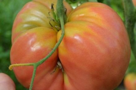 ������ ��������� ������� � ���� �������: ����������� � �������