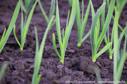 ����� ��������� ��������� �������: ���� � ��������� ������