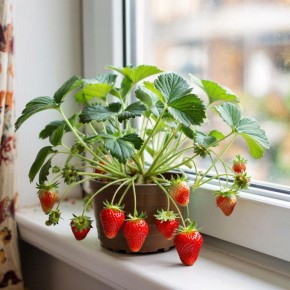 ��� ��������� �������� �� �����������: ������� ����������� � ����� ����