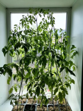 ��� �������� ������� �� �������: ������ ������ �������� ��������