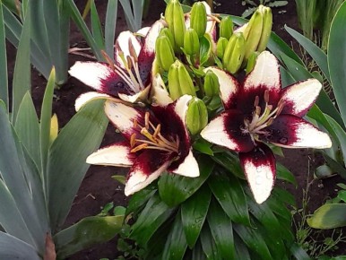 ��������� �����: ���� � ������, ������� ����� ������