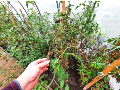 Томаты: как правильно пасынковать для максимального урожая