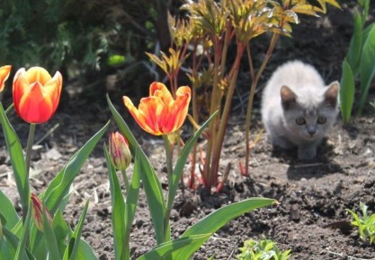 Опасные комнатные растения для ваших домашних питомцев: топ-30 ядовитых цветов