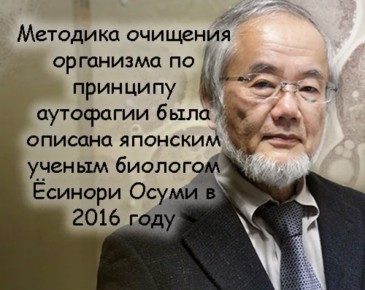 Аутофагия: как клетки очищаются и что важно знать после 45 лет