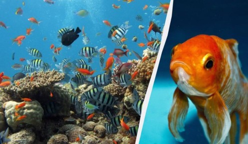 Как рыбы на самом деле общаются: развенчание мифа о безмолвии