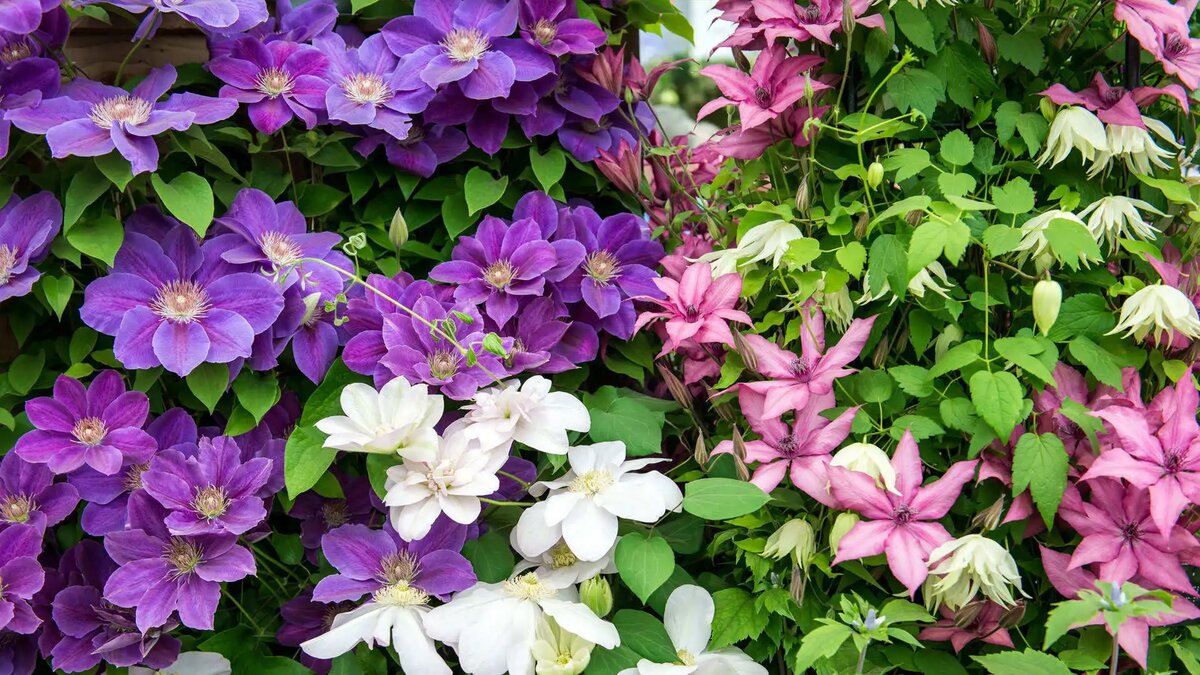 Как ухаживать за клематисом в сентябре: важные советы