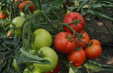 Секреты бабушкиного огорода: пять сортов томатов, которые покорили сердце