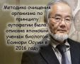 Аутофагия: как клетки очищаются и что важно знать после 45 лет