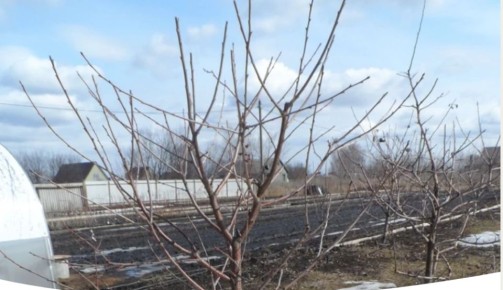 Как правильно подготовить деревья к весеннему сезону: 4 ключевых обработки