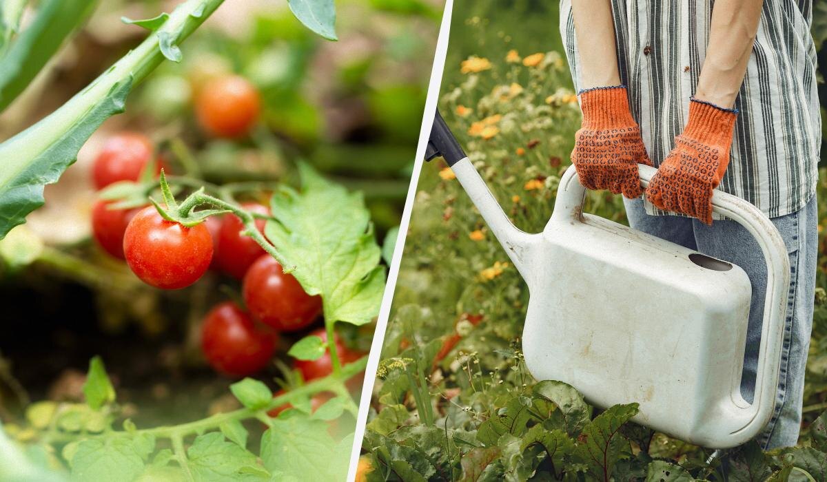 Правильный полив помидоров в жару: как избежать ошибок дачников
