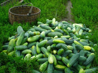 ���� ������������ ������� � ����������� ������: ������� �������� ���������