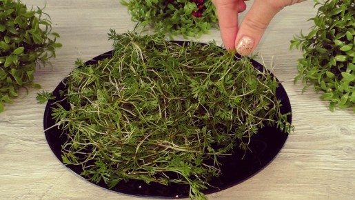 ��� ����� ������� ����� ����������� ���� ����