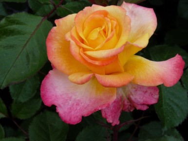 ��� 'Rose de Hoffnung' ����������� ������ ���������: ���� � ����������