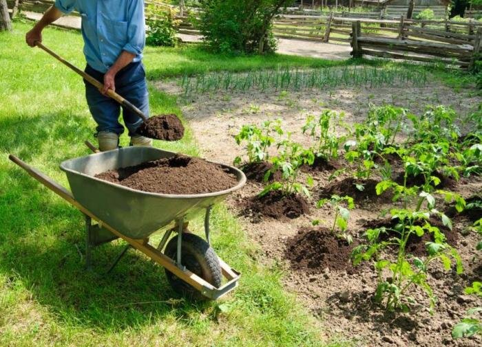 Что выбрать для сада: дрожжи или удобрения?
