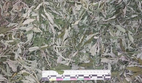 ������ ��������� ������ ������� �� ����������� � �������� ��������������� ��������