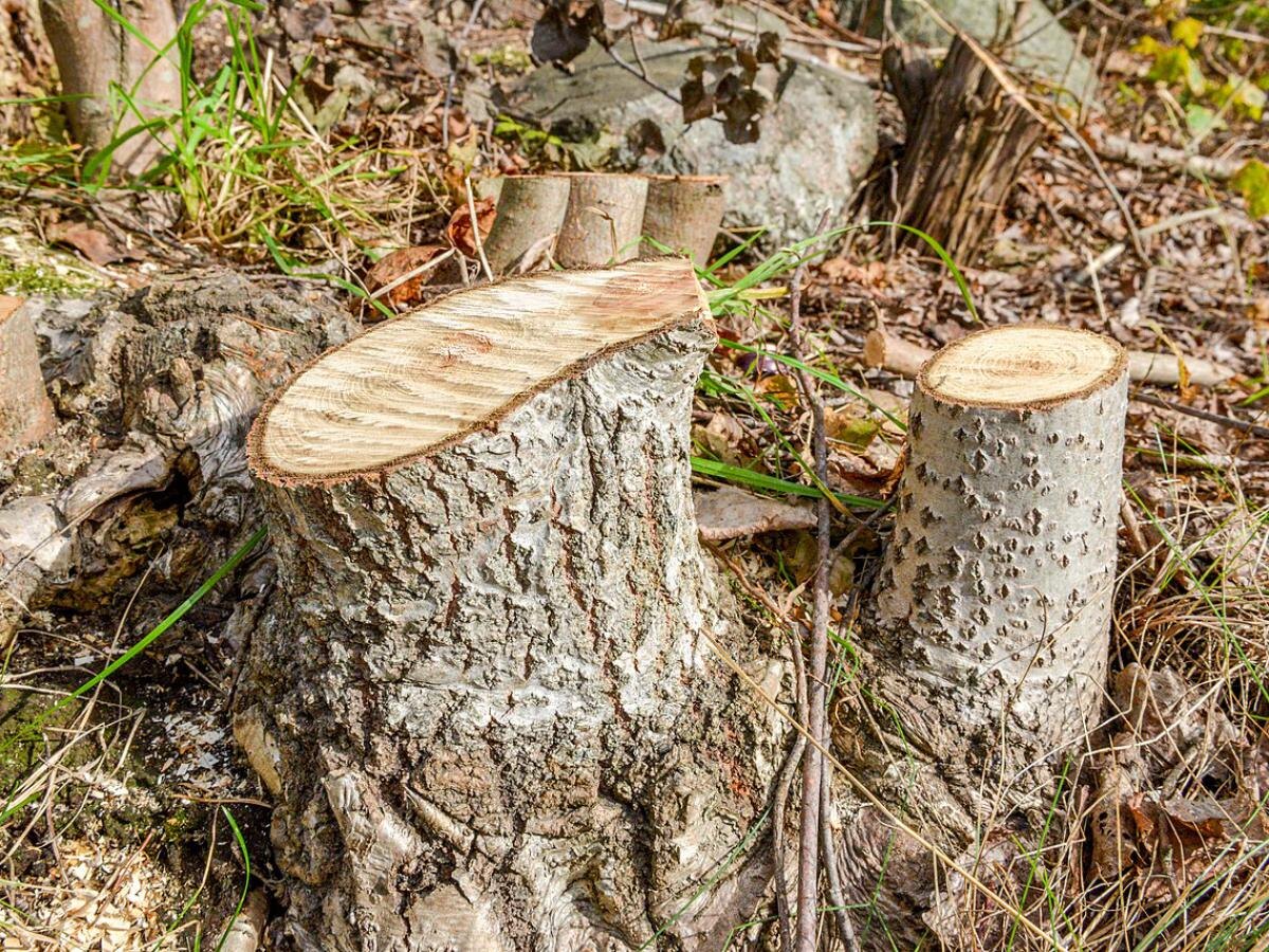 Как просто избавиться от пня на вашем участке