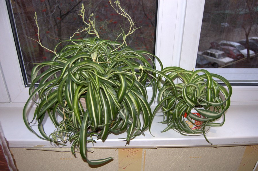 Как заставить комнатные растения зацвести даже зимой