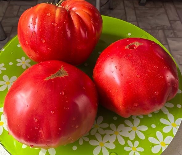 Минеральные удобрения для томатов: секреты успешного применения