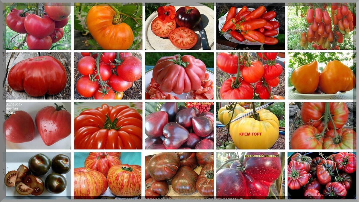 Как выбрать идеальный сорт помидоров: советы для новичков