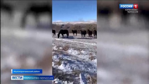 Они хорошо приспособлены к длительным переходам по пересеченной местности и горам, отличаются выносливостью, силой и скоростью