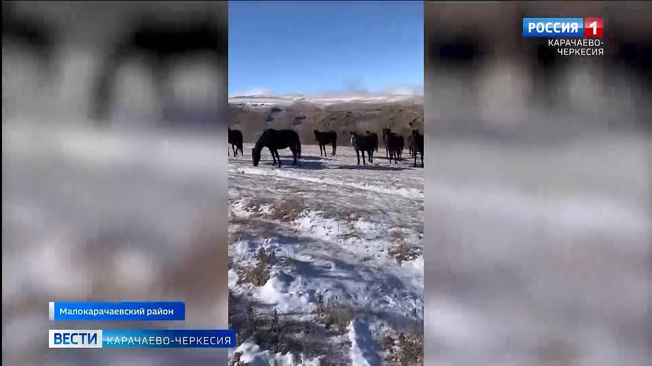 Они хорошо приспособлены к длительным переходам по пересеченной местности и горам, отличаются выносливостью, силой и скоростью