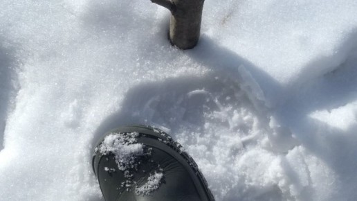 Стоит ли уплотнять снег у плодовитых деревьев