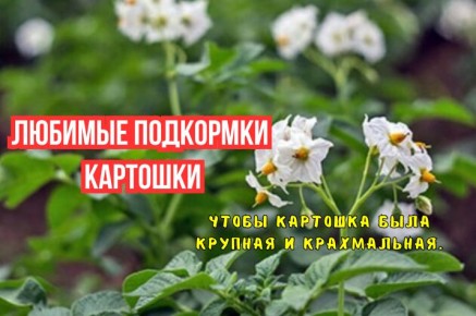 Как удобрения помогут вырастить идеальный картофель: секреты профессионалов