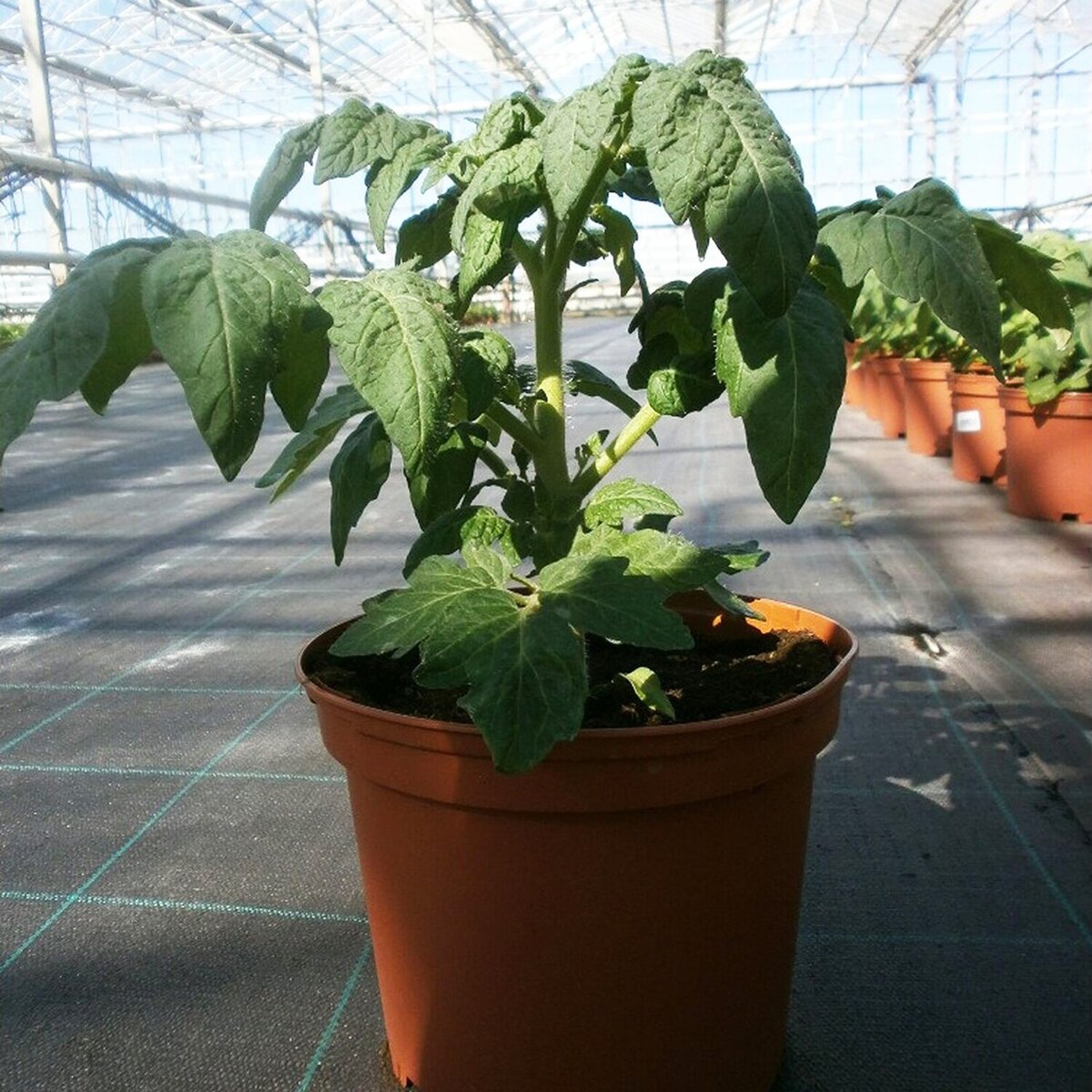 Как добиться крепкой рассады томатов: советы по выращиванию