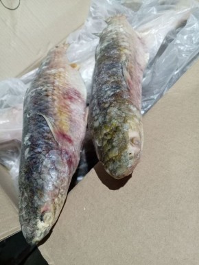 ������: ���������� ���� ��� ������ �����