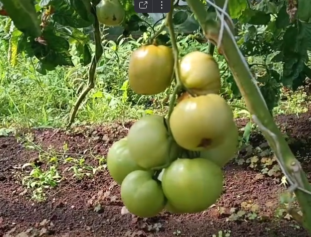 Собираем томаты: молочная спелость или ждать полной зрелости?