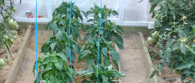 Как правильно формировать перец для щедрого урожая