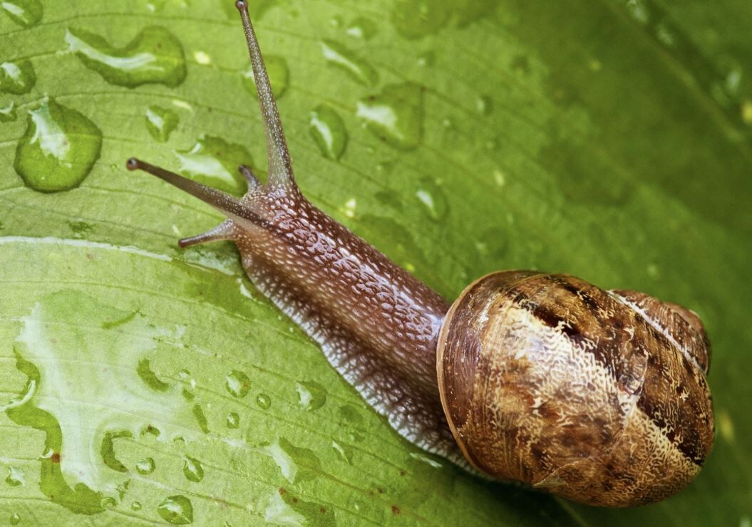 Как защитить огород от июньских вредителей: советы и рекомендации