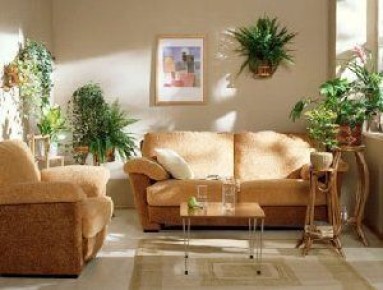 Как выбрать и расставить комнатные цветы для идеального интерьера