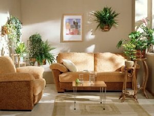 Как выбрать и расставить комнатные цветы для идеального интерьера