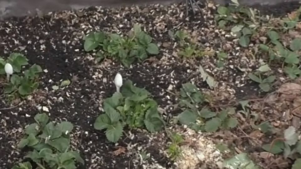 ��� ��������� ��������� �� ��������� ����� ����� ������: ������� � ������