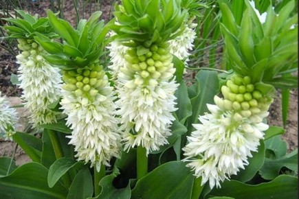 �������: ������������ �����, ������� ������� ��� ���