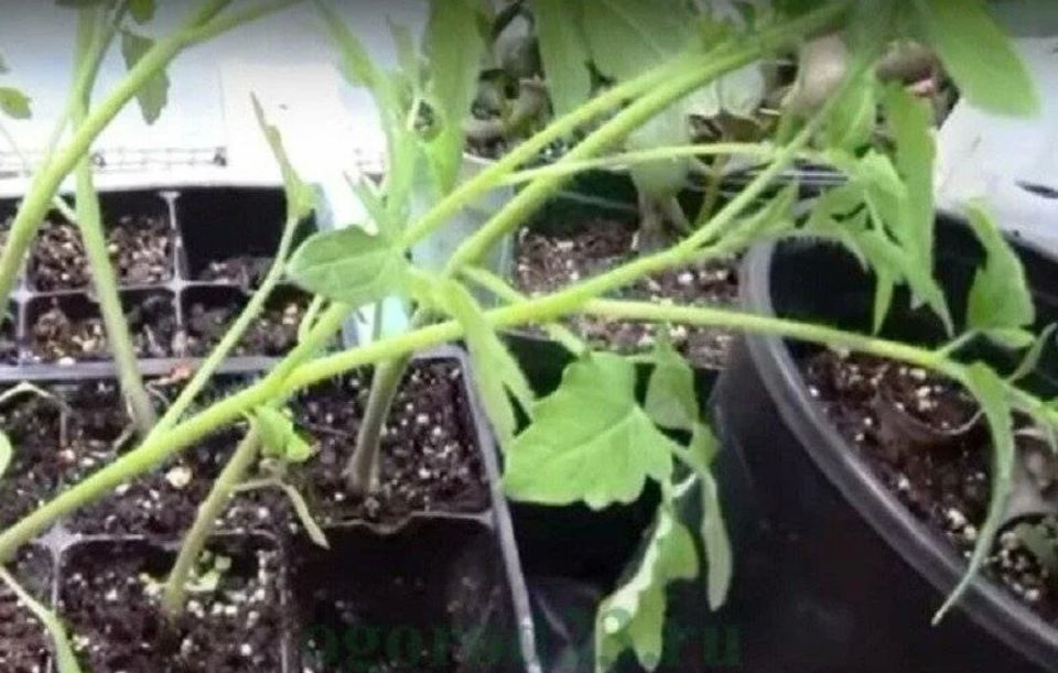 ������ �������: ��� ������ � �������� ������