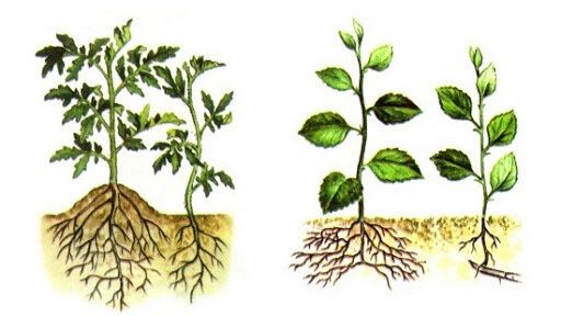 ������������ ������: �� ������� �� �������