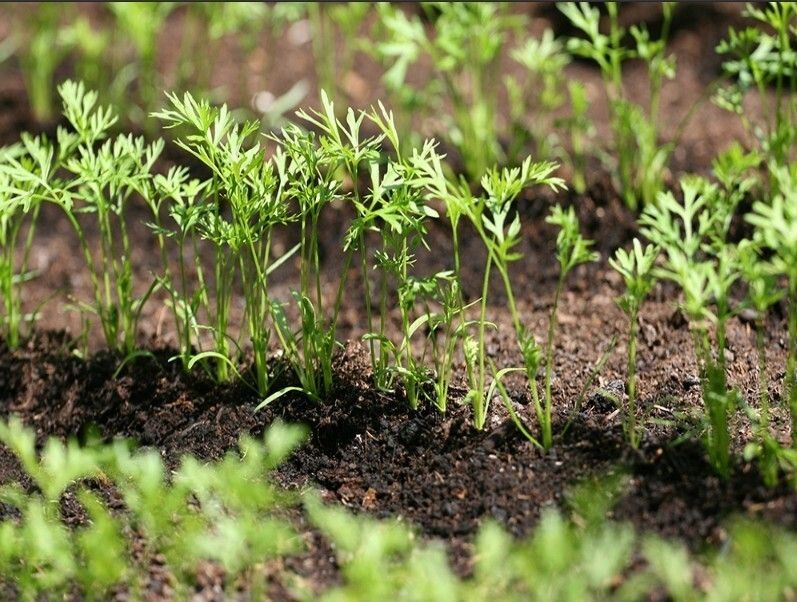 ��� �������� ������ ������ ������ � �������: ��� ������� �������