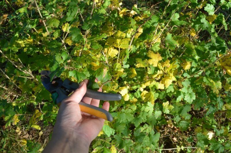 ������� ������� ����������: ������� ��� �������� ������