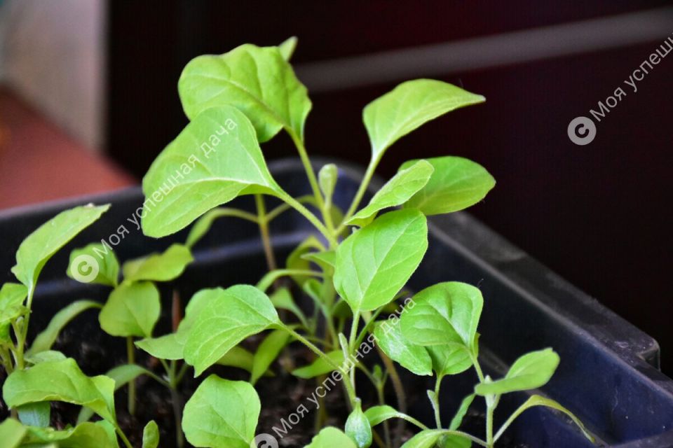 ��� �������� �������� ����������: ��������� ��������� ��� �������