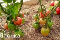 Томат Японка: секреты успешного урожая и неподвластный времени вкус