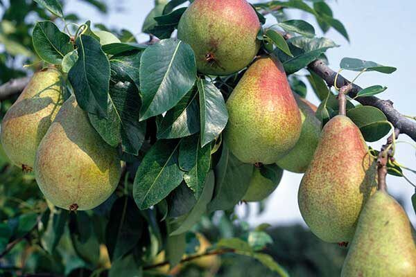 ������� ����� ����� �������: ������ �� ��� ��������� � ���������