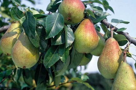 ������� ����� ����� �������: ������ �� ��� ��������� � ���������