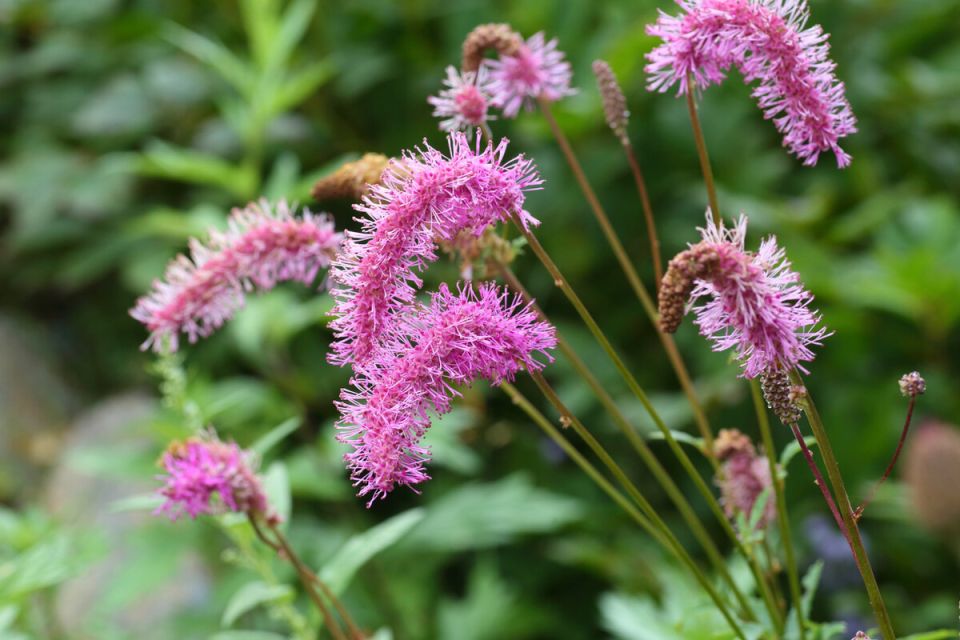 �����������: ������������ ������, ������� ����������� �������� ����� �����