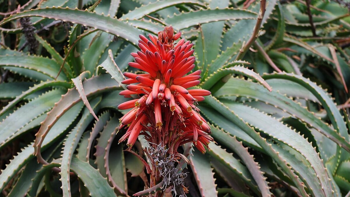 Как вернуть столетнику здоровье: простые советы для ухода