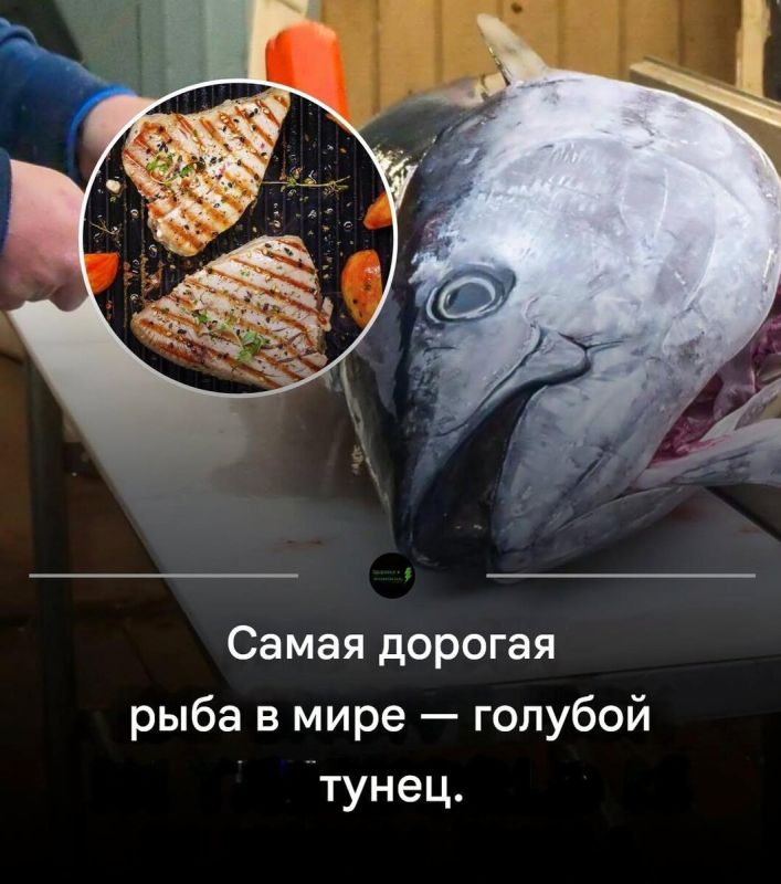 ���������� � ��� �����������: ������� ����� � ��� ������������ ���������