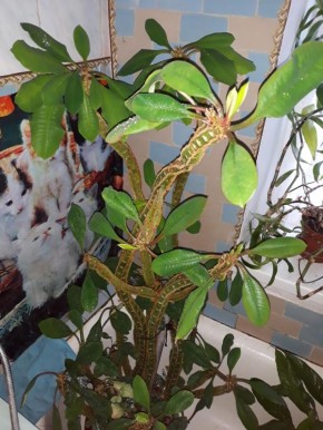 ������� �������������: �������� ����������� ������������