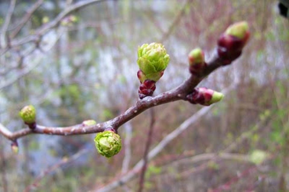 ������� �������� ������� �������� � �����������