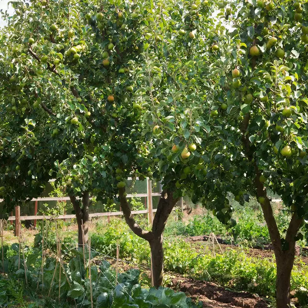 Весенняя обрезка груши: секреты для щедрого урожая